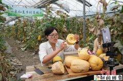 （走进中国乡村）“中国金丝绞瓜之乡”掘金全